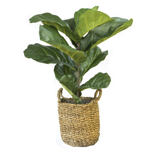 36" Artificial Fiddle Leaf Fig Plant in Basket & Reviews Birch Lane